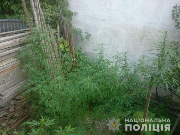 Вчора, 22 серпня, у Хустському та Тячівському районах були зафіксовані факти незаконних посівів нарковмісних рослин. У обох випадках розпочата перевірка.


