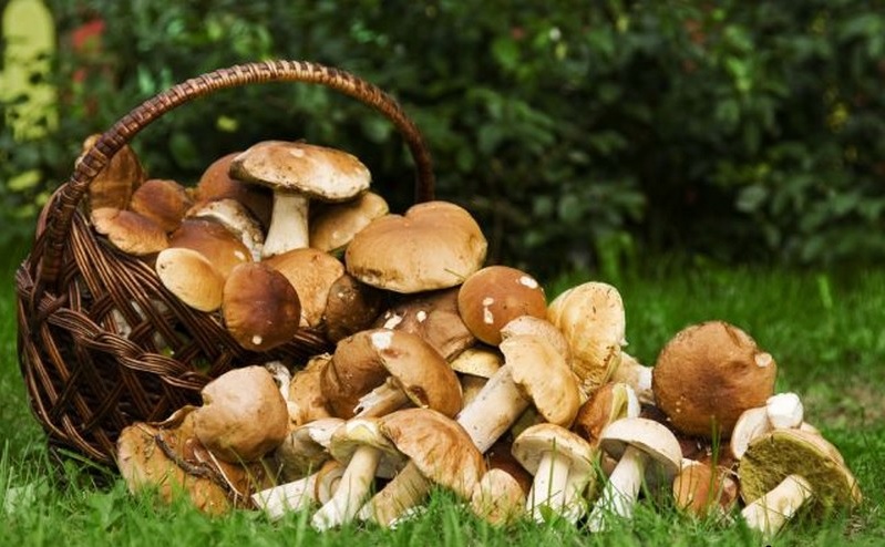 Прийшла осінь і почався сезон збирання грибів: 11 порад для грибників 