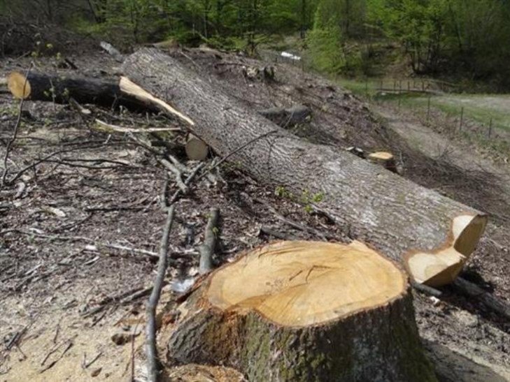 Співробітники лісової охорони філії “Мукачівського ЛАГу” виявили в урочищі Форнош факт незаконної вирубки 5 дерев, в тому числі: 4 дерева породи дуб та 1 дерево породи граб. Загалом 10 куб.м. деревини