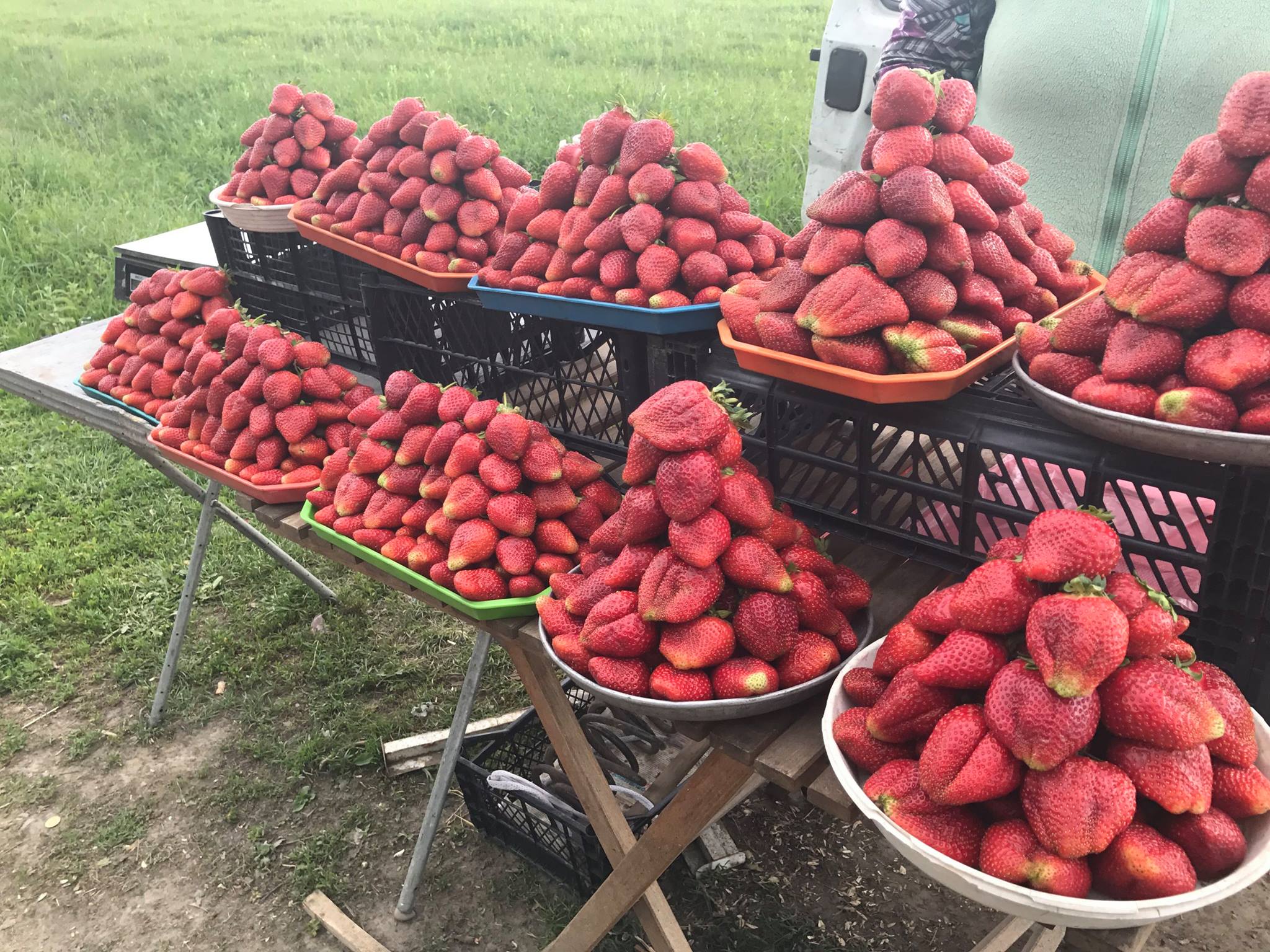 На Закарпатті в розпалі сезон збору полуниці. Ягоди місцеві продають просто вздовж доріг. Не виключення і Виноградівщина.