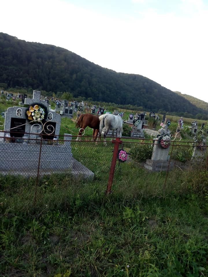 Тварин помітили на сільському кладовищі в Порошкові.