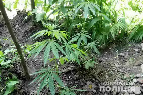 Вчора, 11 травня, під час санкціонованого обшуку за місцем проживання 25-річного мешканця м.Мукачева поліцейські відділу поліції  виявили наркотики.