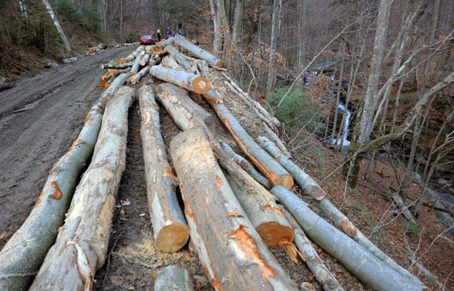 Ситуацію з незаконною вирубкою лісу на Великоберезнянщині, зокрема в Ужанському національному парку, прокоментував його директор Віктор Биркович.

