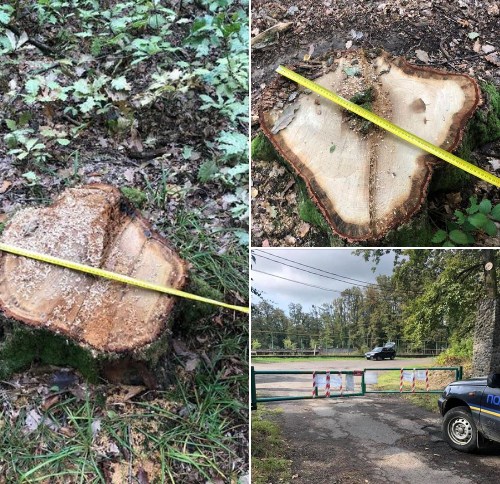 До поліції надійшло  повідомлення про незаконну вирубку дерев в урочищі  «Широкий», яке розташоване неподалік с.Лавки Мукачівського району. 