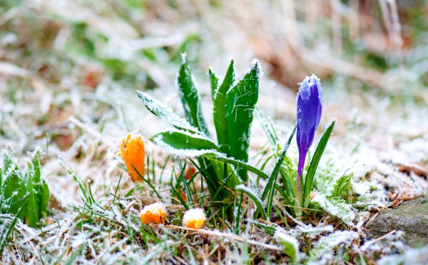 25-26 березня на території Закарпатської області будуть заморозки до -3.