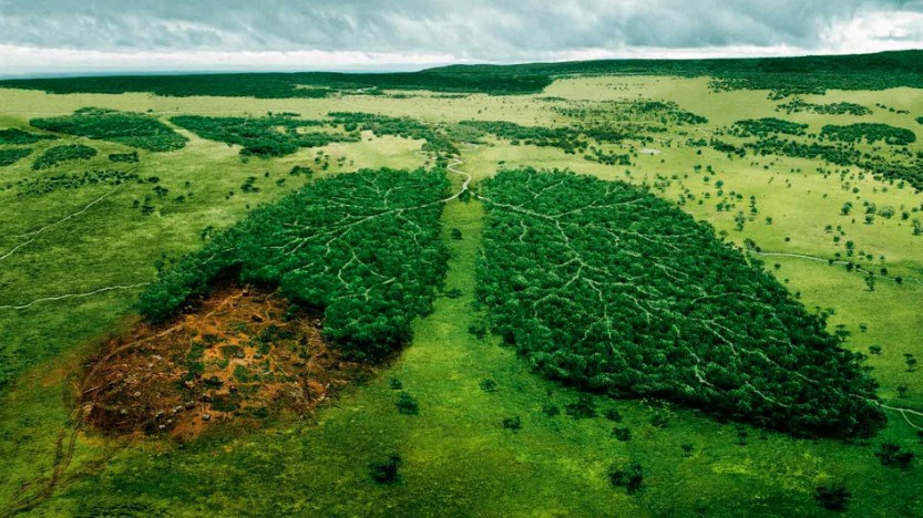 Євросоюз планує заборонити поставку товарів, які пов'язані із вирубкою лісів. Для цього компанії будуть змушені розкривати ланцюги постачання.