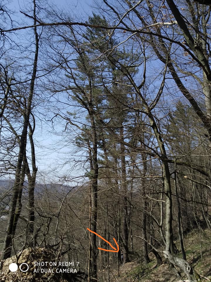 Деревья-гиганты радуют глаз в Турья-Реметы, в заповедном урочище «Магурича». Это одни из крупнейших в Европе сосен рода Веймутових