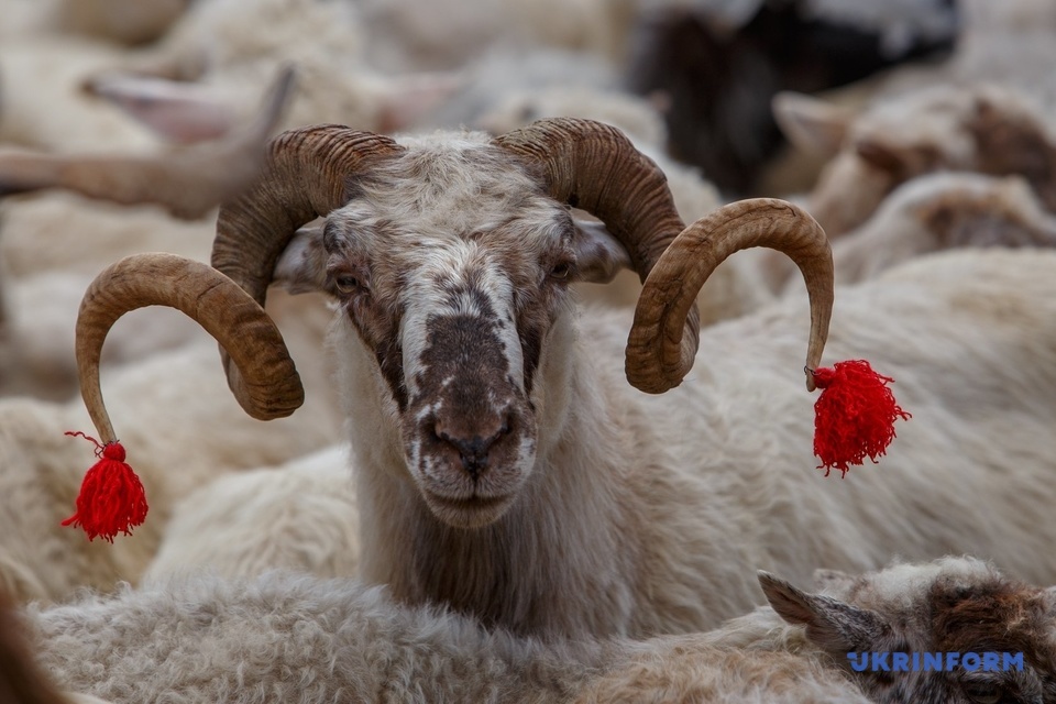 У Хустському районі Закарпаття, де найбільше вівчарів з найбільшими отарами у районі, 11 та 12 травня проходить фестиваль 
