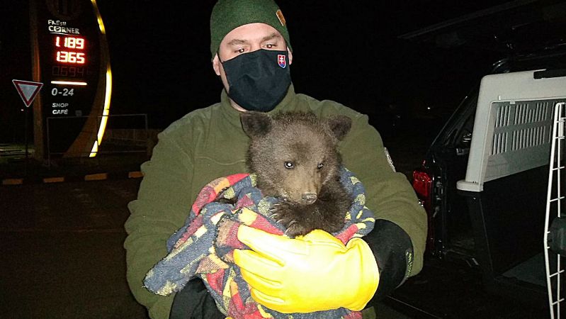 В национальном парке «Полонный», который находится на границе с Украиной и Польшей, словацкие пограничники спасли маленького медведя от голода. 