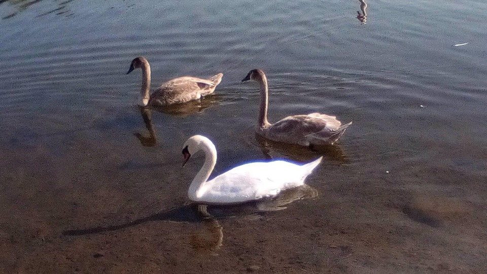 Лебеді-підлітки на озері Кірпічка продовжують радувати ужгородців.