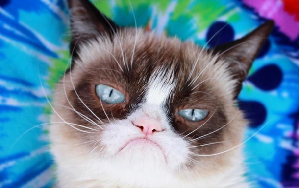 Тварині на прізвисько Grumpy Cat було сім років. Кішка померла після ускладнення хвороби.
