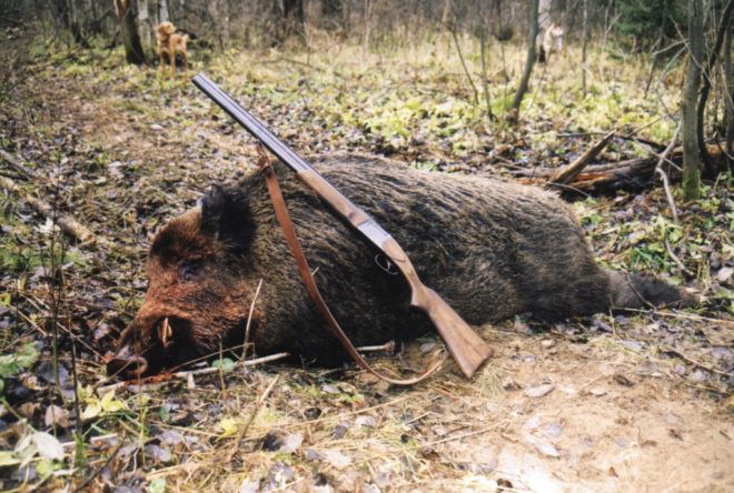 У Закарпатській області проведуть депопуляцію диких кабанів з моніторинговими дослідженнями щодо захворювання на африканську чуму свиней (АЧС), повідомляє Держпродспоживслужба.