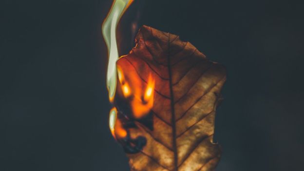 Традиційно восени люди згрібають опале листя та спалюють його, не задумуючись над тим, якої шкоди це завдає здоров'ю та довкіллю.