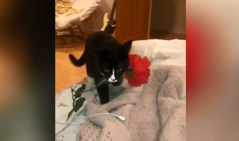 Кошка принесла хозяйке цветок и стала звездой социальных сетей.