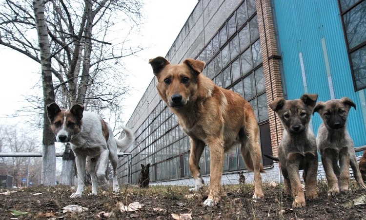 В этом году на вылов и стерилизацию бездомных животных в Ужгороде предусмотрено 500 тысяч гривен. Финансирование было выделено в соответствии с поправками в Программу благоустройства, которая была принята на заседании городского совета. 