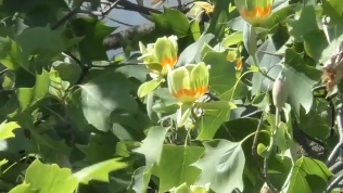 Жовтогарячі квіти з помаранчевими вкрапленнями – в Ужгороді зацвіли екзотичні тюльпанові дерева! 
