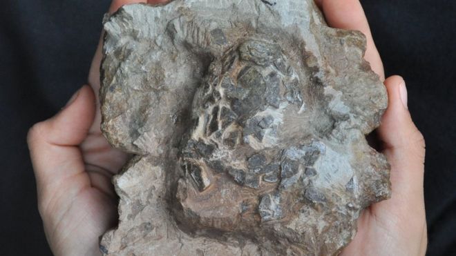 Древнейшие яйца крокодилов, известные науке, обнаружили в скалах на западе Португалии.