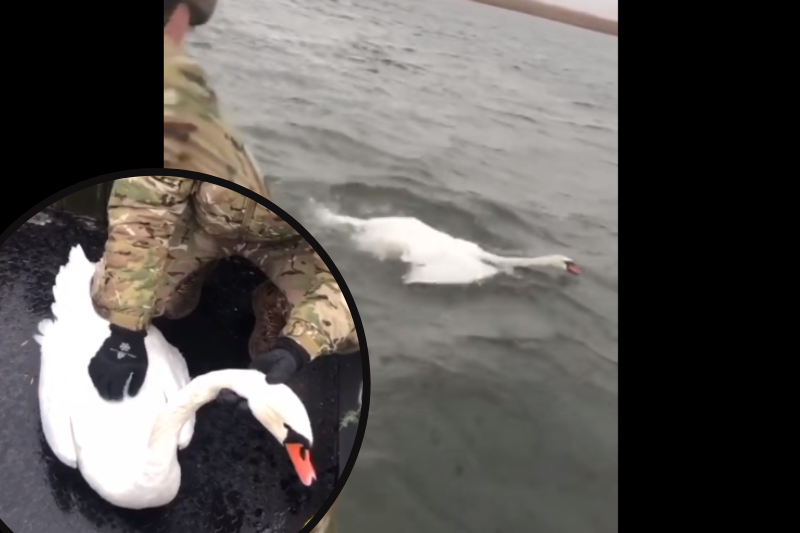 Патрульні показали кадри порятунку лебедя, який не міг злетіти з води.