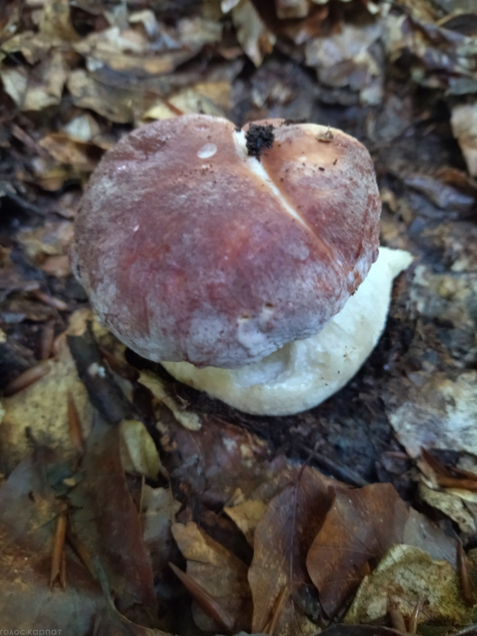 Осенние белые грибы в Закарпатье с черной шляпкой цвета и крепким толстым корнем называют кнушняками. 