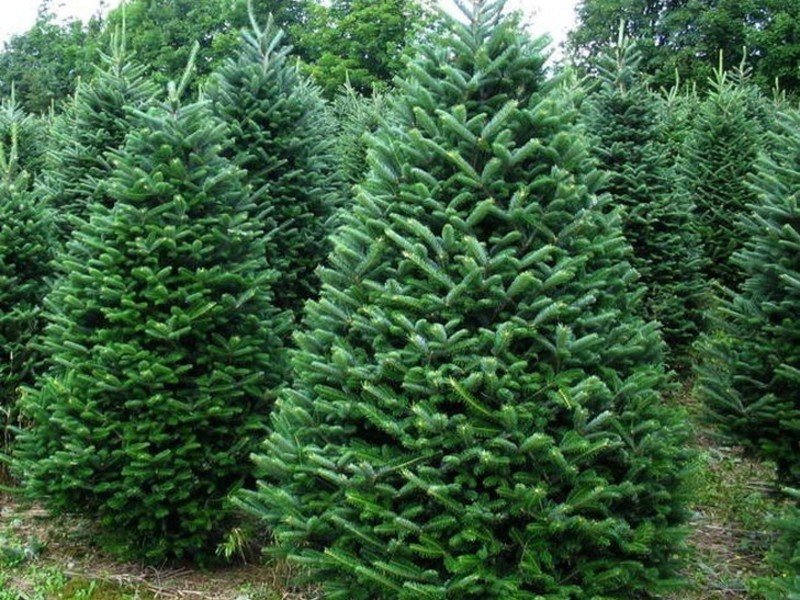 Этой зимой новогодних елок хватит для всех жителей Тячевского района.
