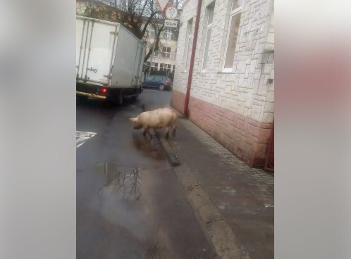 Сьогодні у Мукачеві розгулювала сама домашня свиня.
