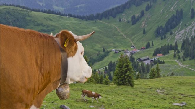 Корови можуть і надалі носити дзвіночки на шиї - попри скарги людей, яким заважає їхній звук. Таке рішення схвалив німецький суд.