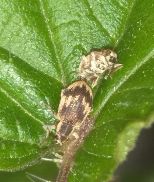 Накануне в Виноградове был обнаружен жук Pseudomyllocerus sinuatus, который считается редким видом.