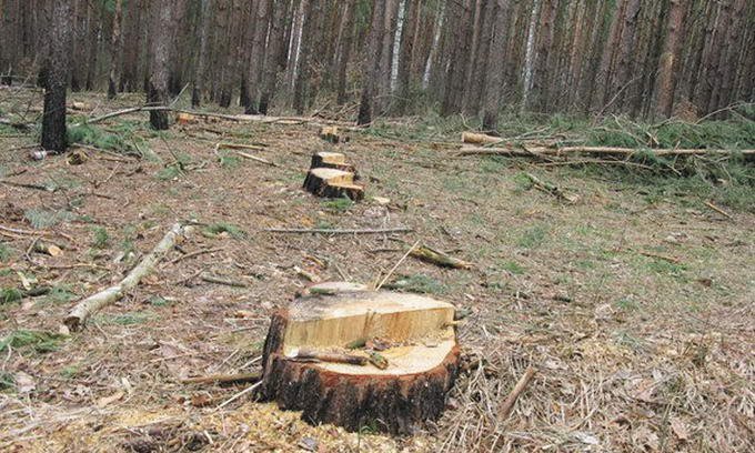 За дев'ять місяців закарпатськими лісівниками зафіксовано 311 випадків незаконних рубок.