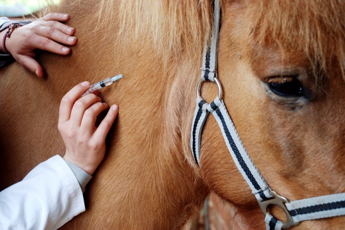 Кінь, якого 6 червня було знайдено у селі Чорна Тиса на Рахівщині був травмований – на ньому були садна з лівої сторони, рвана ліва повіка та рвана рана на задній лівій кінцівці. 
