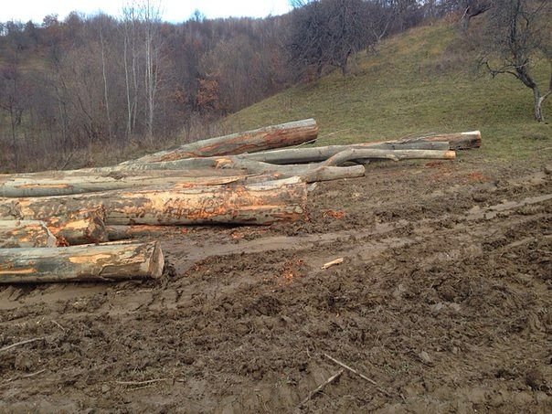 Закарпатское областное управление лесного и охотничьего хозяйства разработало проект решения «О введении моратория на вырубку лесов в границах природно-заповедного фонда в Закарпатской области».