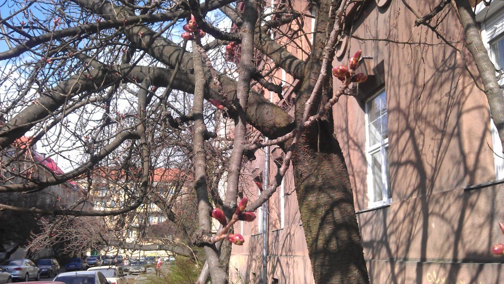 Сакура в Ужгороді завдяки ранній весні розпочне період масового цвітіння раніше, ніж зазвичай.