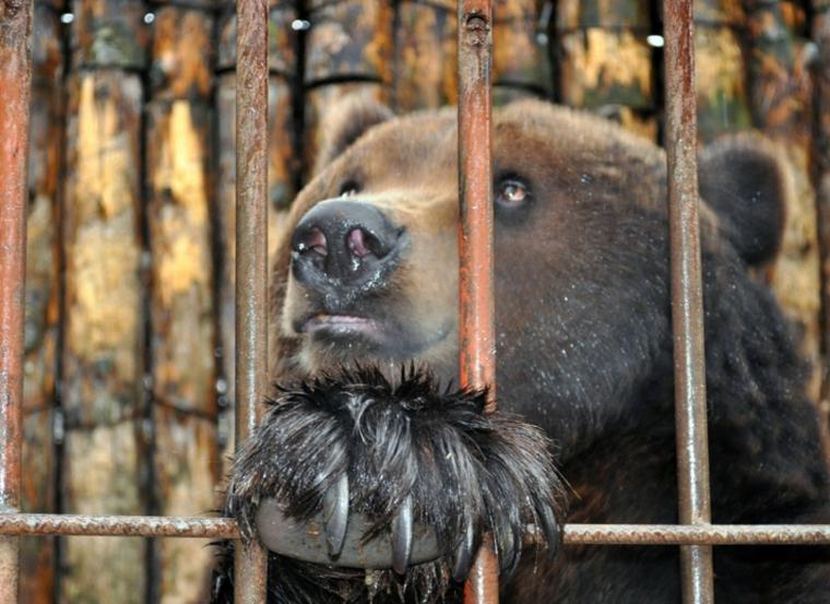 Медведь Стефан, яий в феврале поселился в частном зверинце в Хмельницком, переедет на Закарпатье.