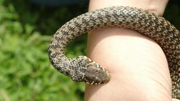 Вчора, 21 липня, на Буковині змія вкусила 9-річну дівчинку.