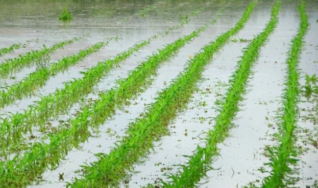 Потужні зливи спричинили значне підтоплення сільгоспугідь в Іршавському районі на Закарпатті. Там, де вода підійшла впритул до фермерських господарств, люди поспішають врятувати хоча б частину врожаю.