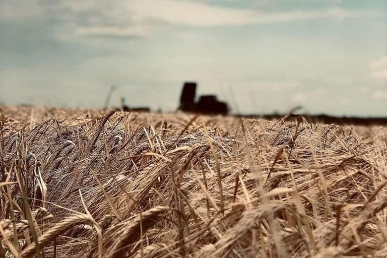 Про успішний та вчасний старт жнив у регіоні повідомляють у Закарпатській ОВА.