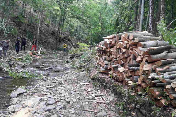 У селі Стужиця на Великоберезнянщині виявлено незаконну вирубку 96 дерев. Поліція розпочала за даним фактом розслідування і розшукує осіб, які зрубали ліс.