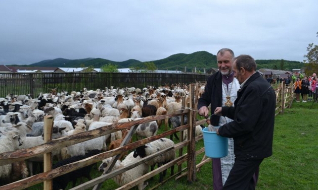 У селі Горінчово на Хустщині традиція проводів отар овець та кіз на полонинські пасовища, де вони будуть знаходитись до пізньої осені, підтримується з давніх часів. 