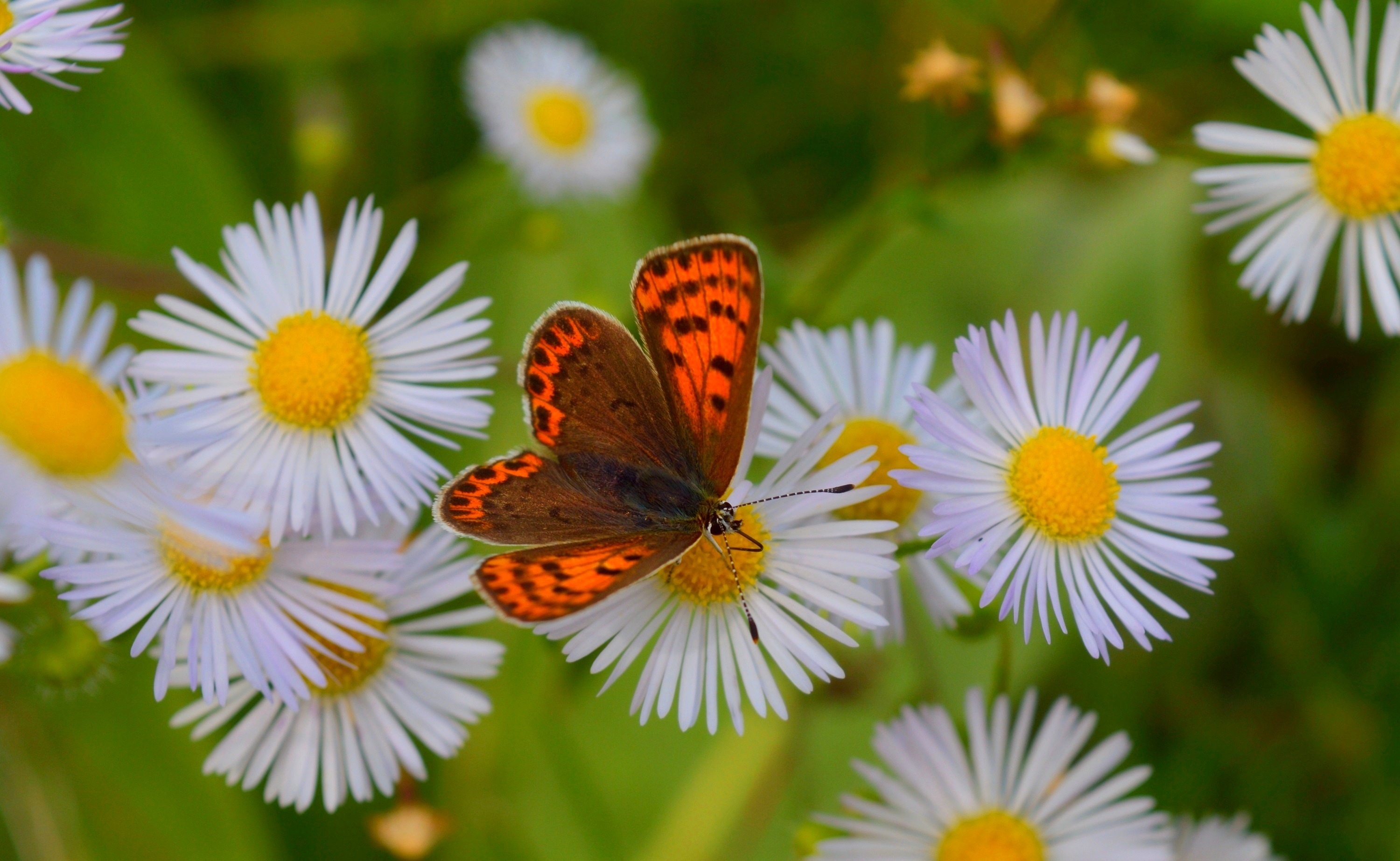 Летние картинки на рабочий. Летние цветы. Красивое лето. Лето бабочки. Бабочки цветочки.
